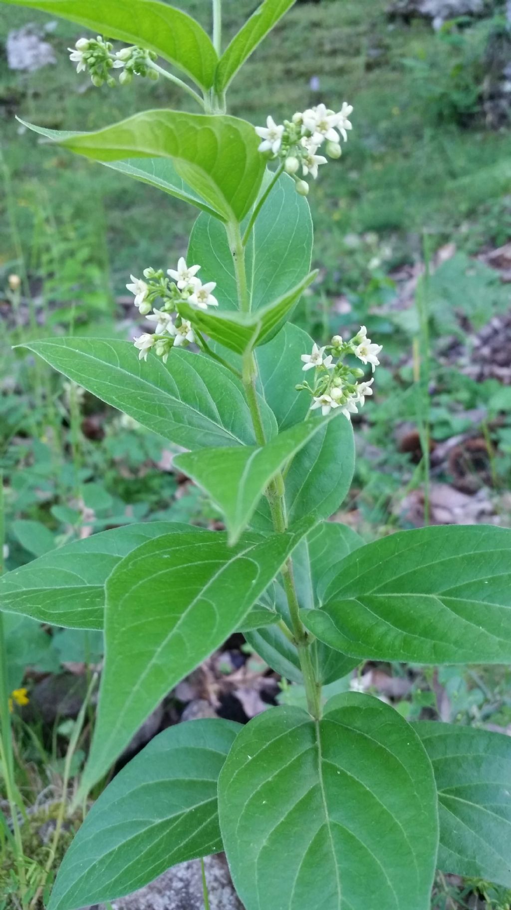 Vincetoxicum hirundinaria (Apocynaceae)